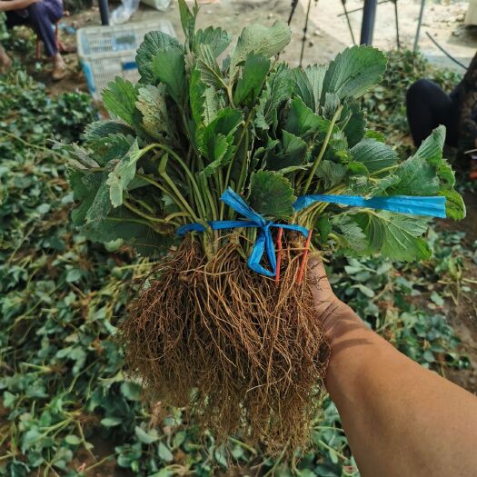 诸城市章姬草莓苗 牛奶草莓 甜宝草莓苗 采摘园主流草莓品种 产量高