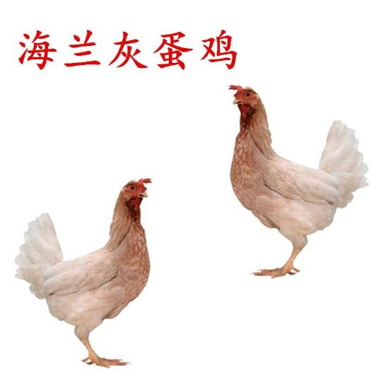 广州海兰灰蛋鸡苗/海兰褐蛋鸡苗