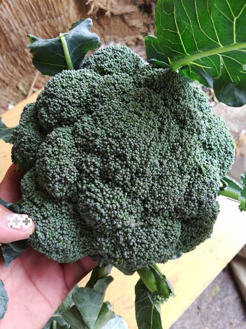 炎秀西兰花苗 耐热西兰花苗 绿菜花苗 寿光西兰花育苗基地