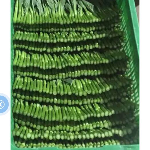 常州菜苔  广东菜心常年供应，欢迎咨询采购！