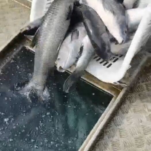 襄樊青鱼