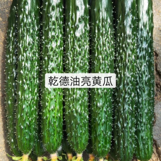 寿光市嫁接黄瓜苗 有种有苗 一级苗 强磁 油亮密刺 口感好 抗