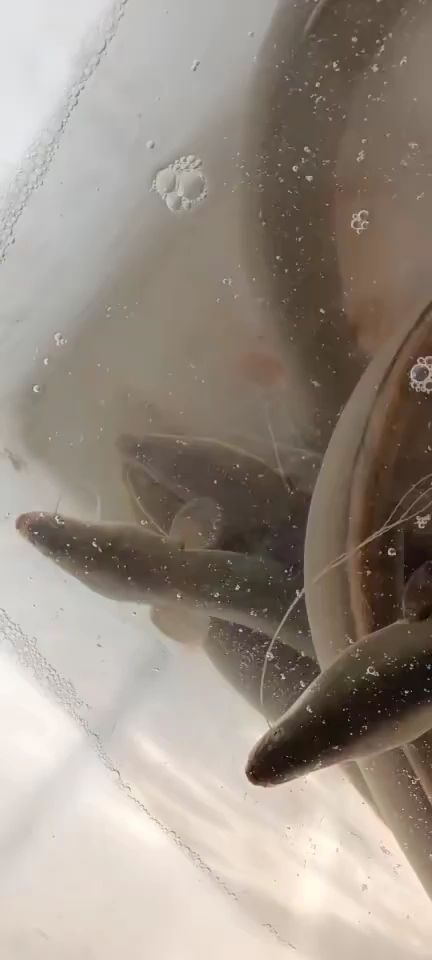 河鳗  江鰻