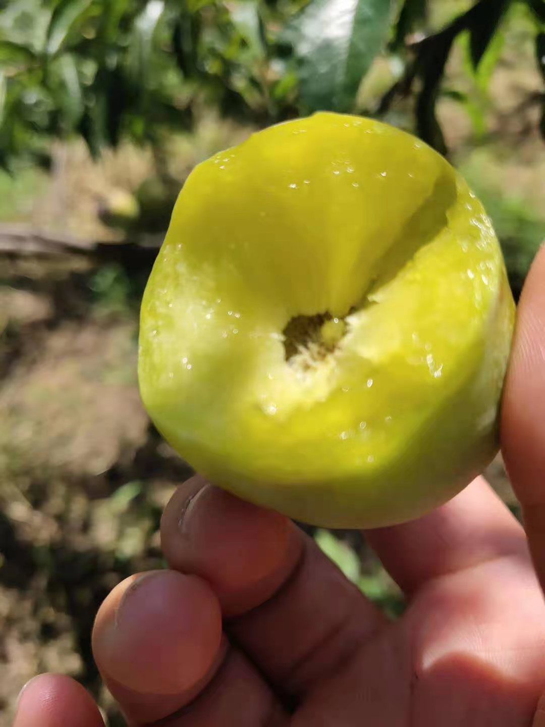 汉源大量上青脆李，脆甜，耐运输，脱骨，可一件代发