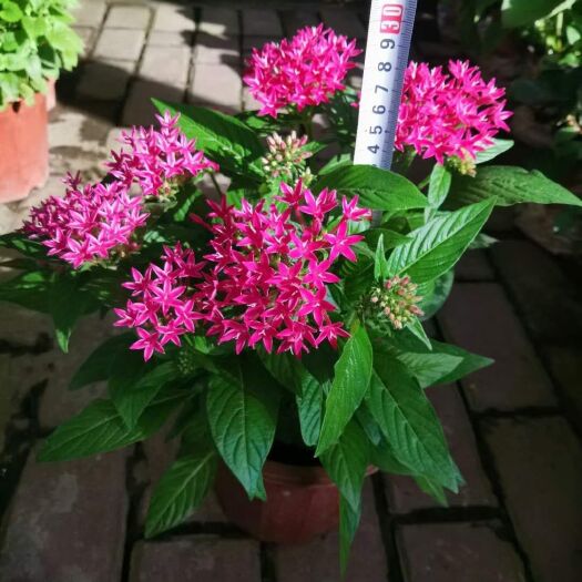 漳州星爆 五星花整车发货