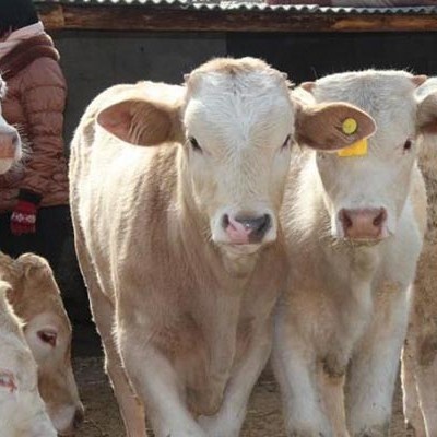 菏泽夏洛莱牛 夏洛莱肉牛犊 包打疫苗 包运输 包技术 厂家直供
