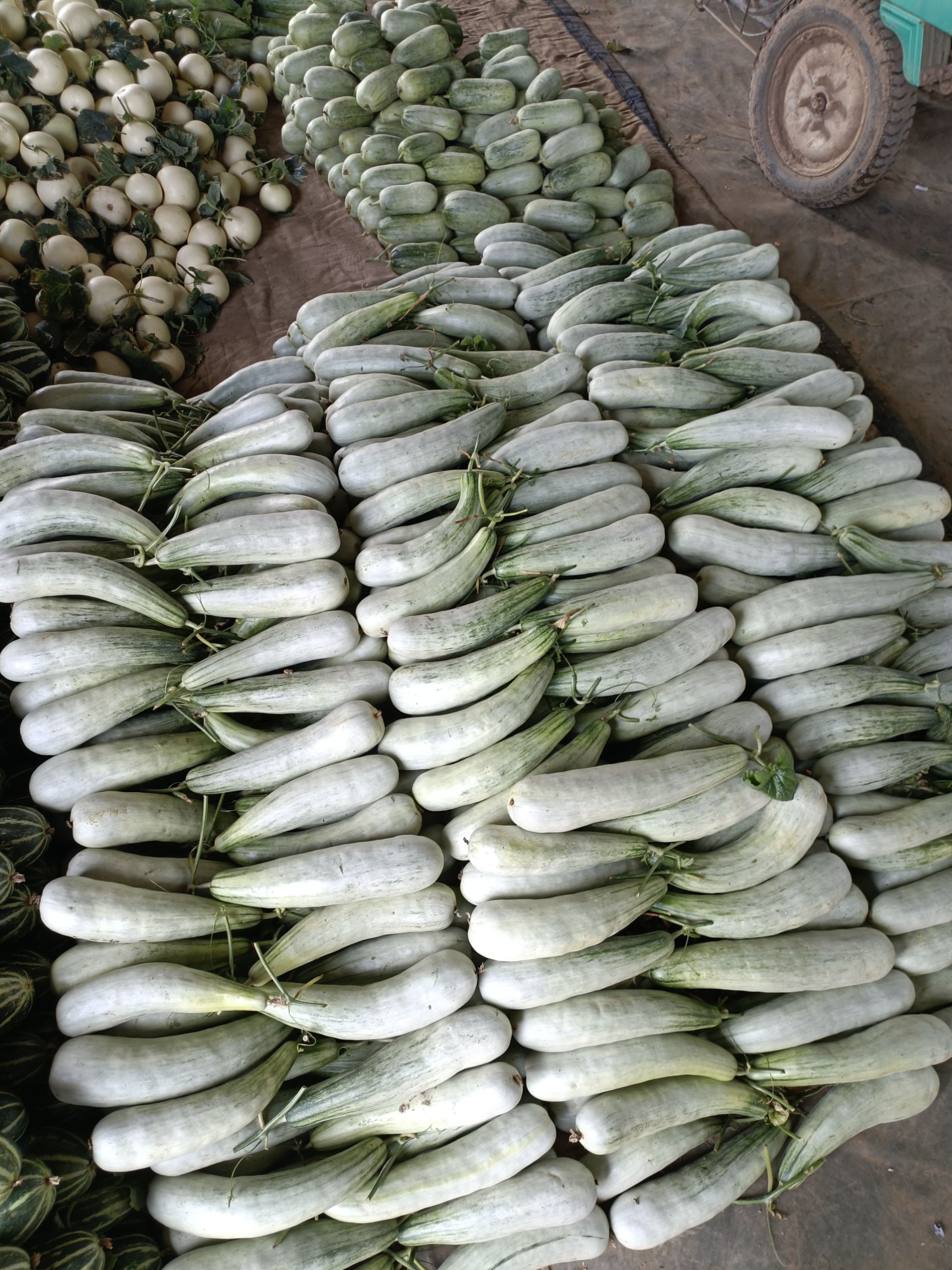 羊角蜜甜瓜  费县羊角脆大量上市