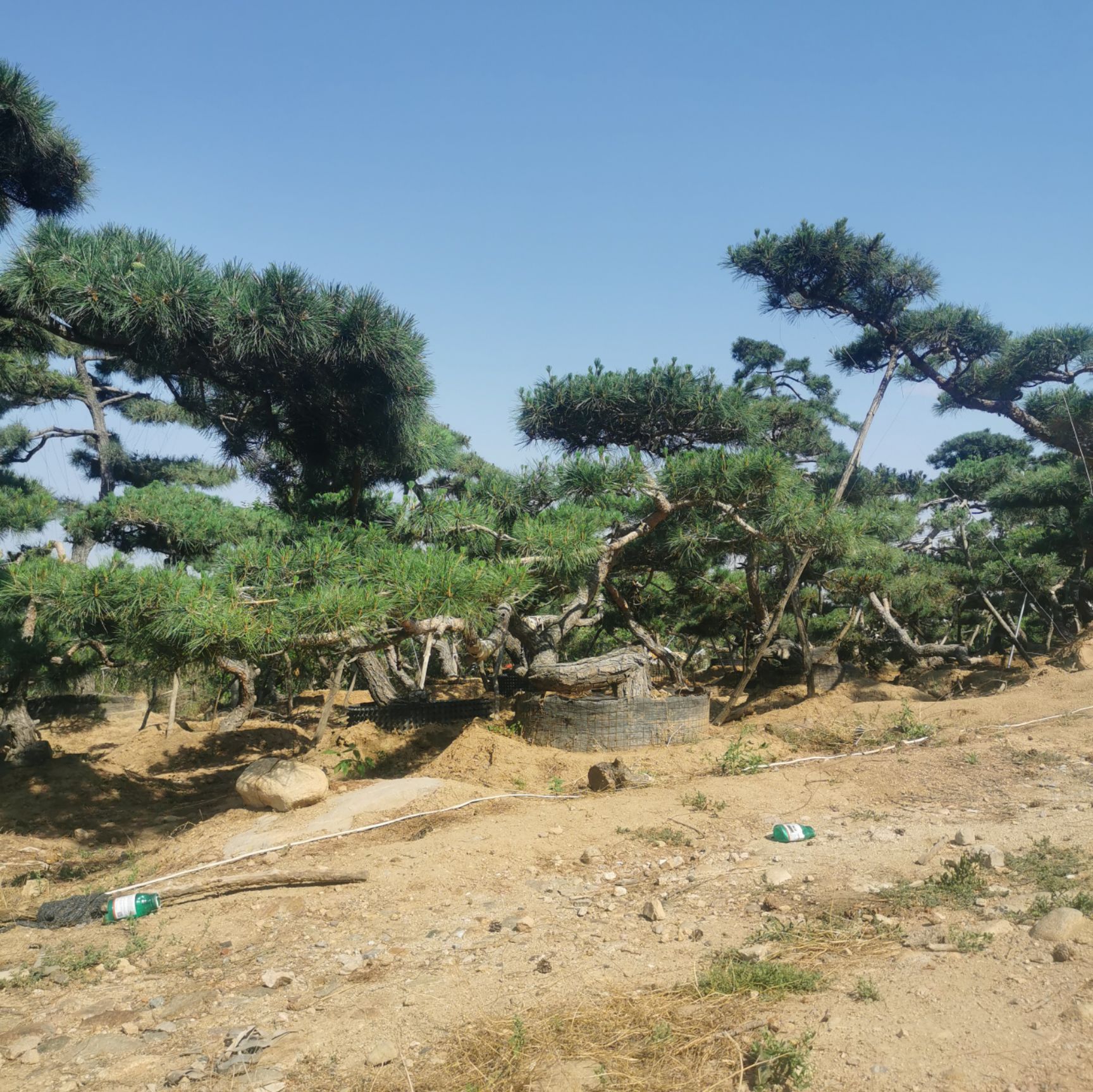 造型松树  造型景松 泰山景松 造型黑松 造型油松 盆栽造型松