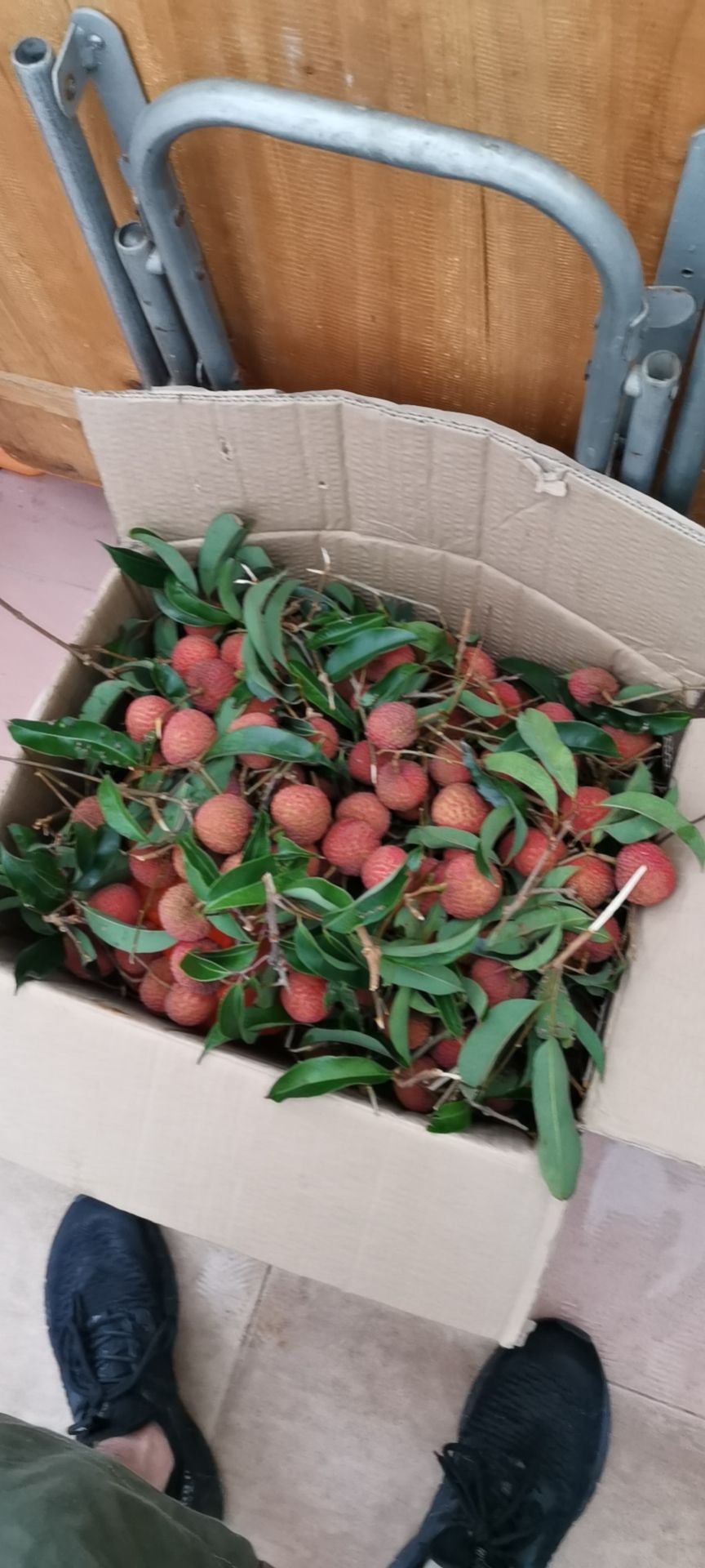  贵味，妃子笑，玉荷包，各品种荔枝都有