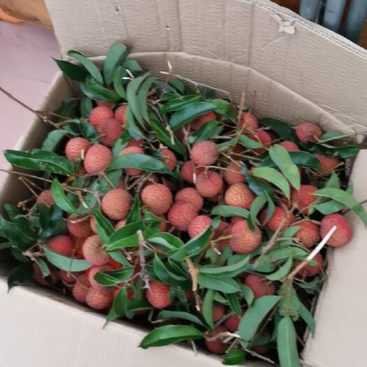 阳西县 贵味，妃子笑，玉荷包，各品种荔枝都有