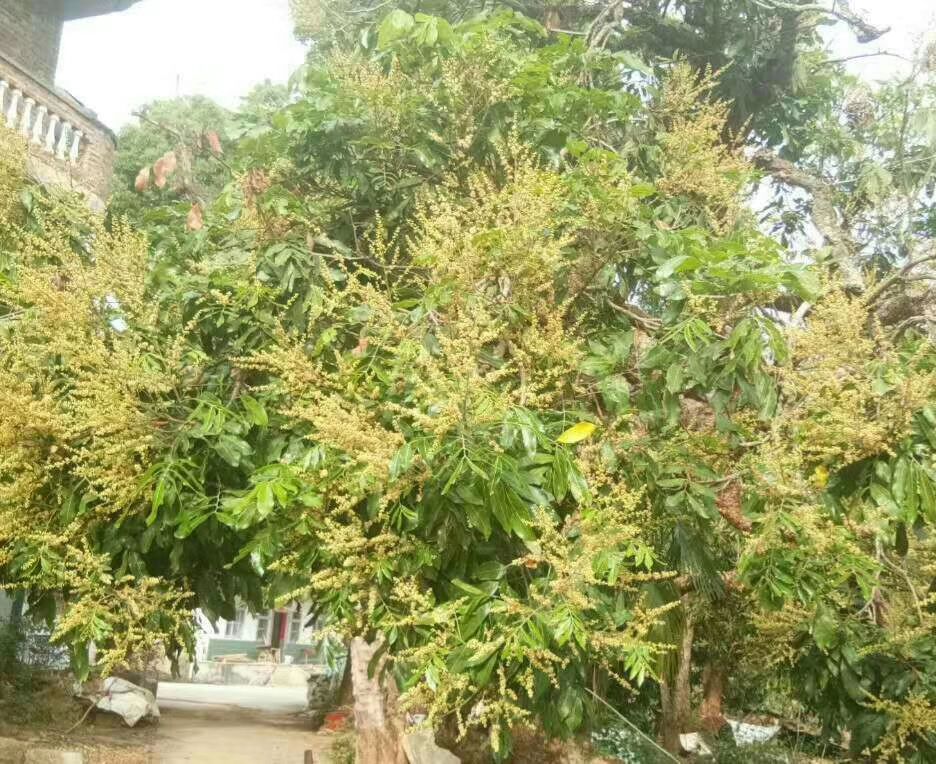  荔枝蜜，龙眼蜜，百花蜜，蜂王浆等