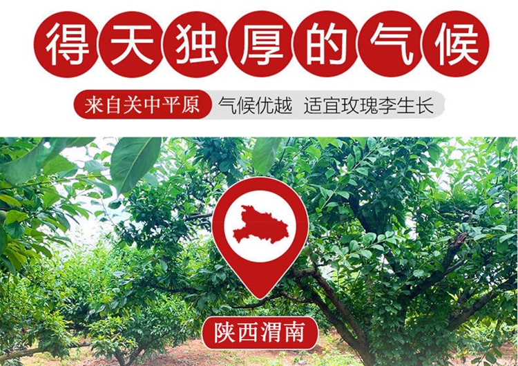 陕西新鲜红肉玫瑰血丝李子