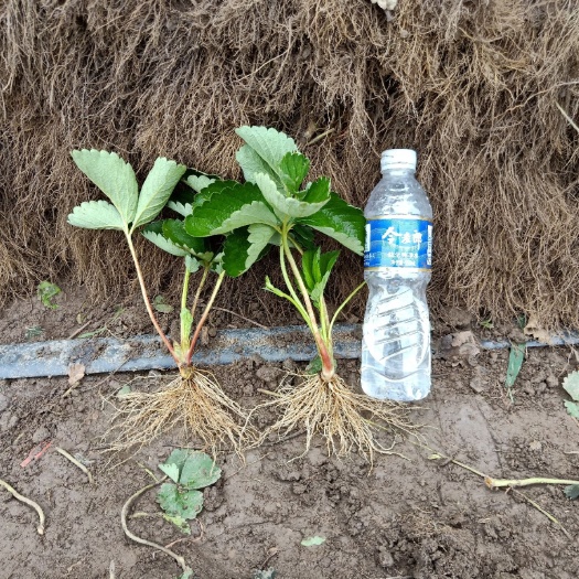泰安妙香7号草莓苗  法兰地草莓苗量大 南方硬果草莓 抗病耐运输 妙香七号草莓苗