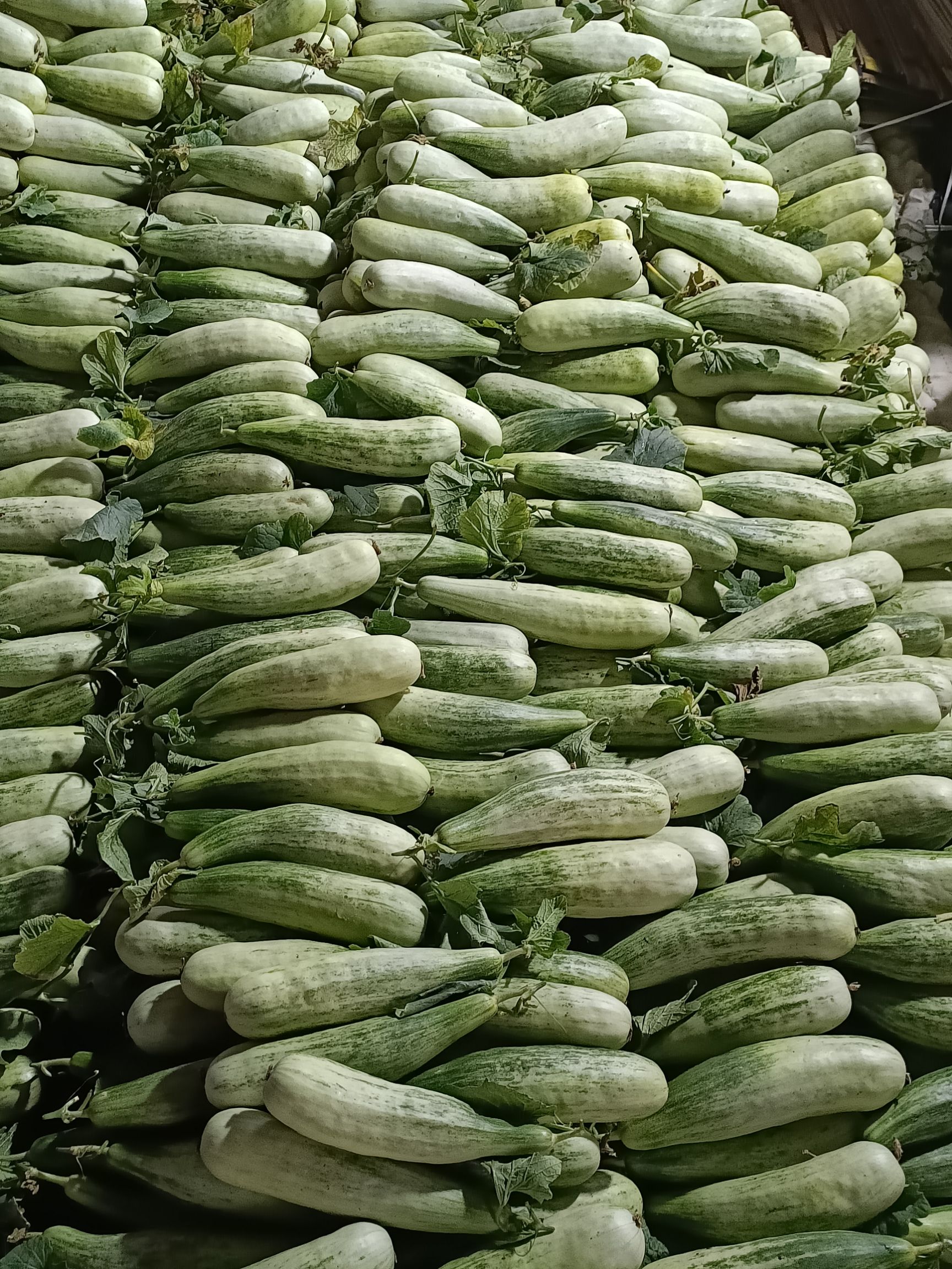 羊角蜜甜瓜  费县羊角脆大量上市