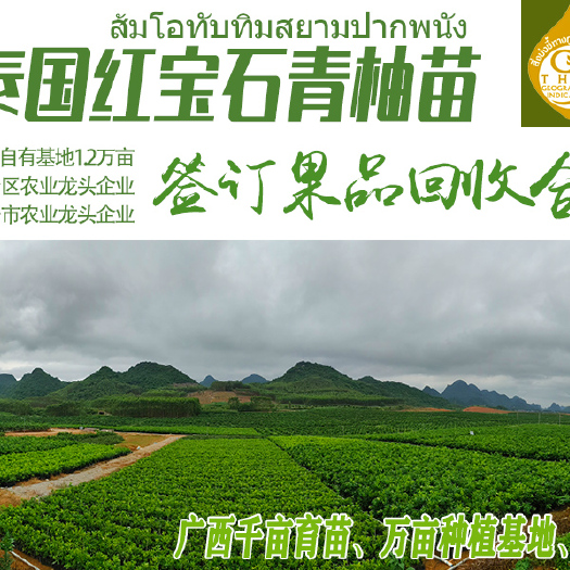 隆安县泰国红宝石柚苗  泰国红宝石青柚苗 青柚苗木 泰国青柚苗 正宗红宝石青柚苗木