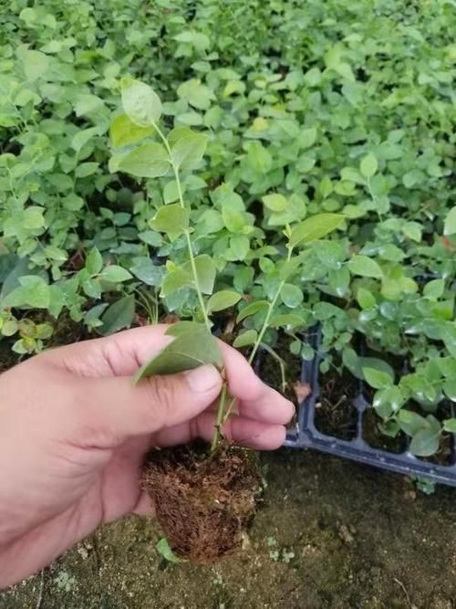 蓝莓苗  蓝莓苔藓苗，各种新品种。品种纯，根系发达。