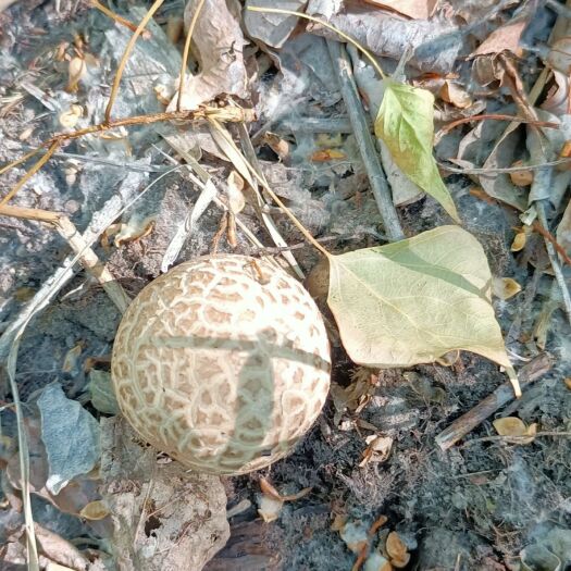 哈巴河县黑牛肝菌 野生菌黑蘑菇
