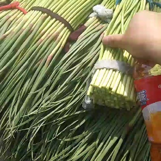 杞县河南开封杞县新鲜红帽蒜苔批发直销