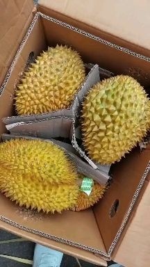 凭祥市金枕榴莲，32斤净重，需要的抓紧联系