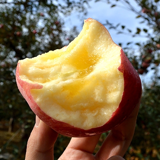 越西县红富士苹果  越西苹果