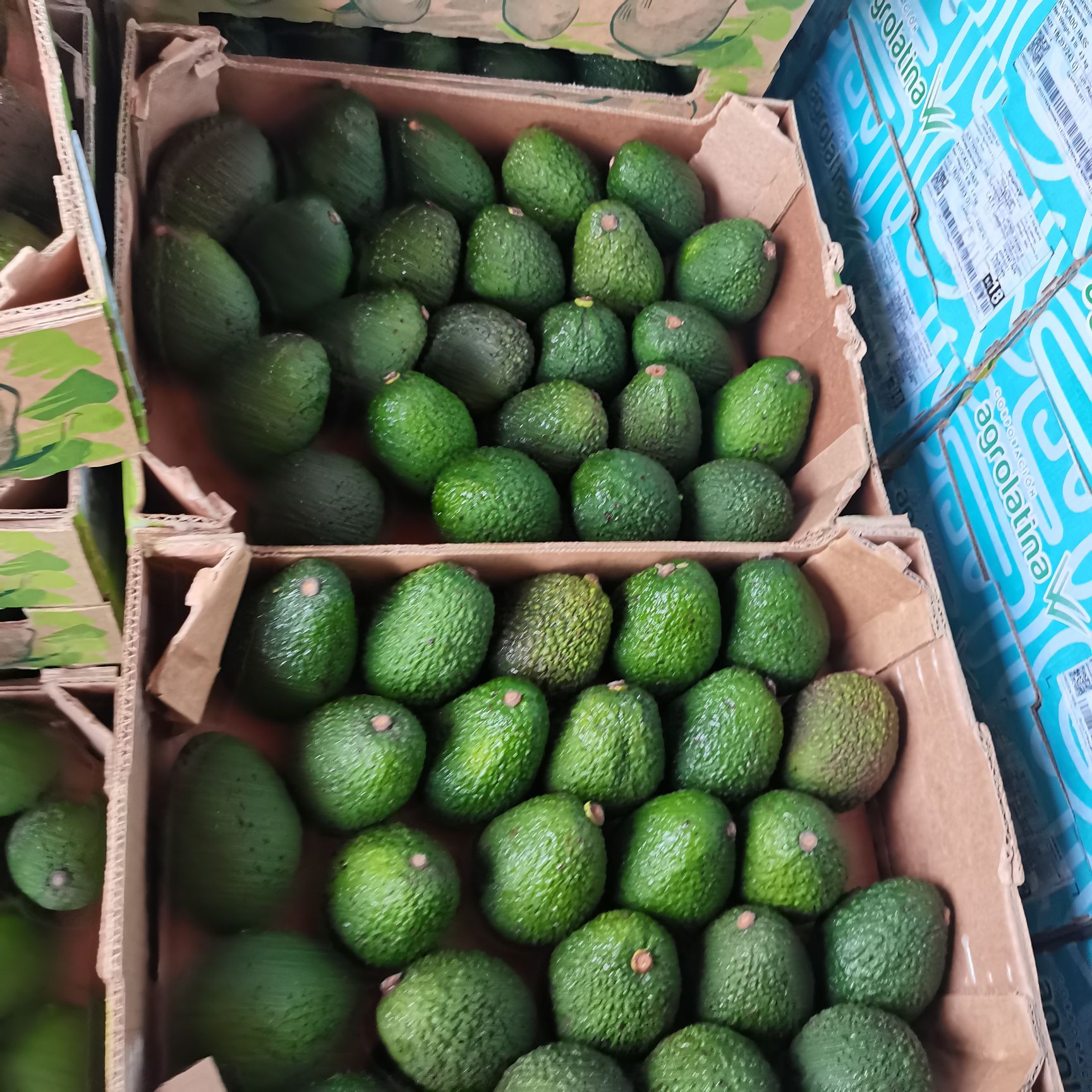 【优等牛油果】230g左右的秘鲁牛油果8-10个4斤/包邮