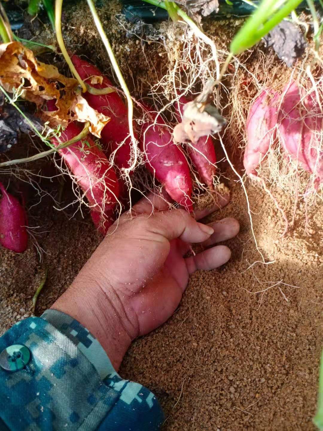 天目山板栗，小香薯