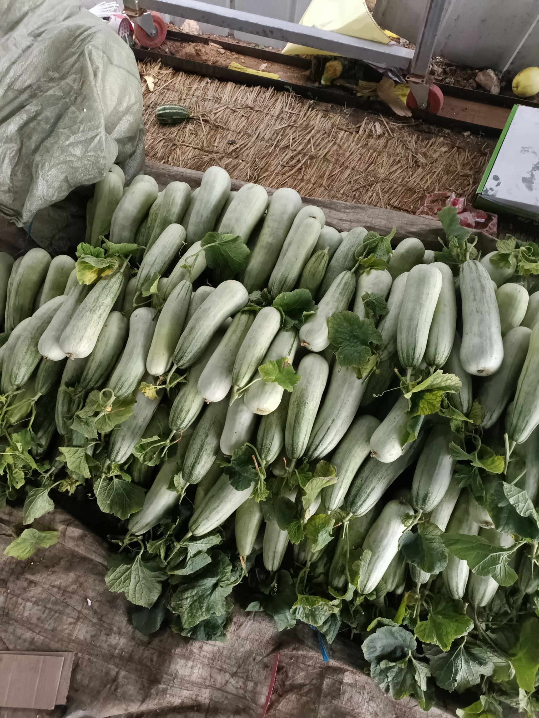 羊角蜜甜瓜  费县羊角脆大量上市