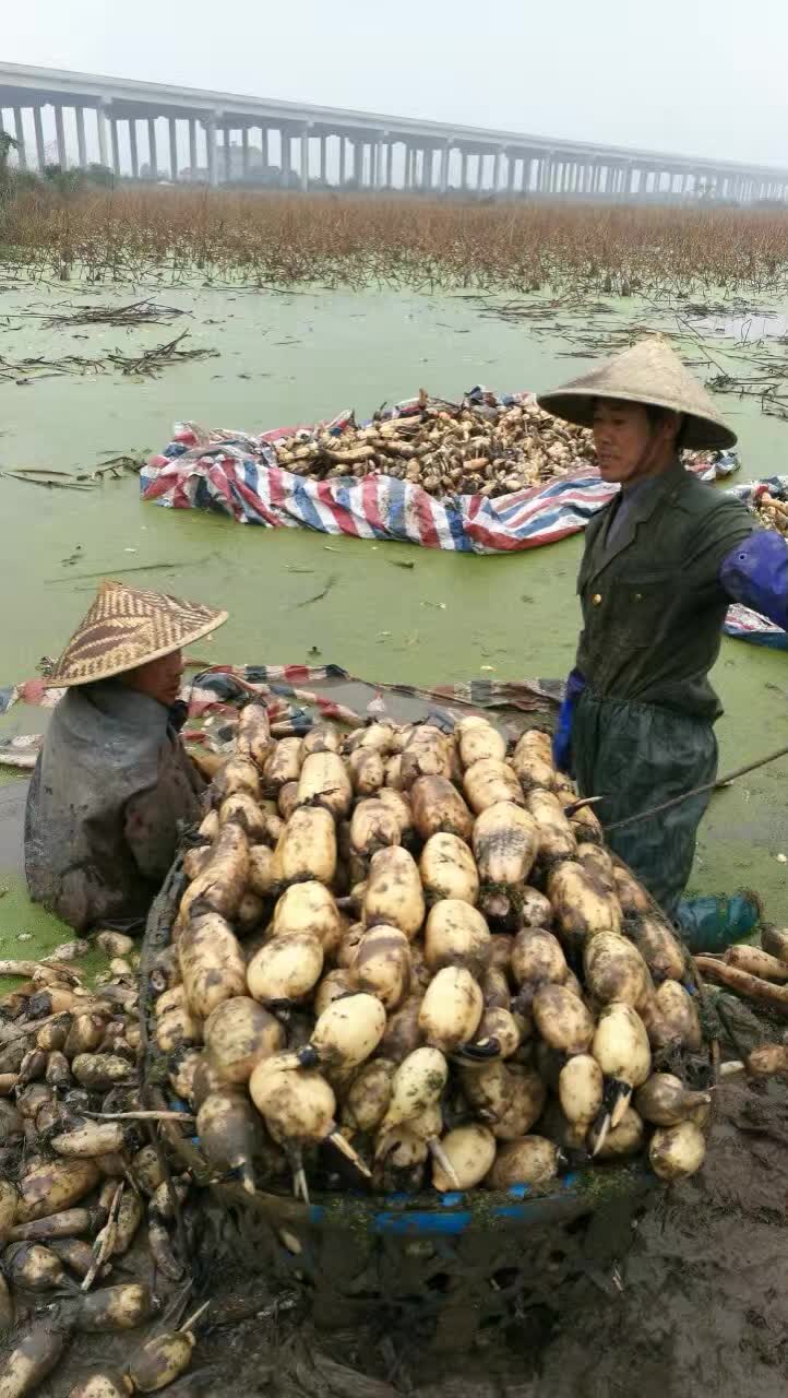嘉洪农业基地莲藕 ，直供超市，市场