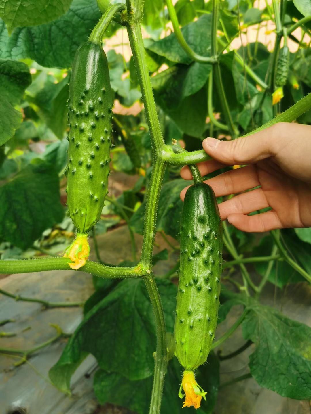 水果黄瓜种苗  嫁接水果小黄瓜苗   嫁接旱黄瓜苗，一级苗