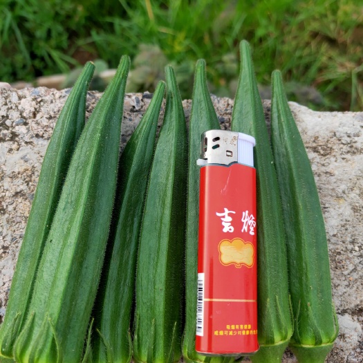  黄秋葵