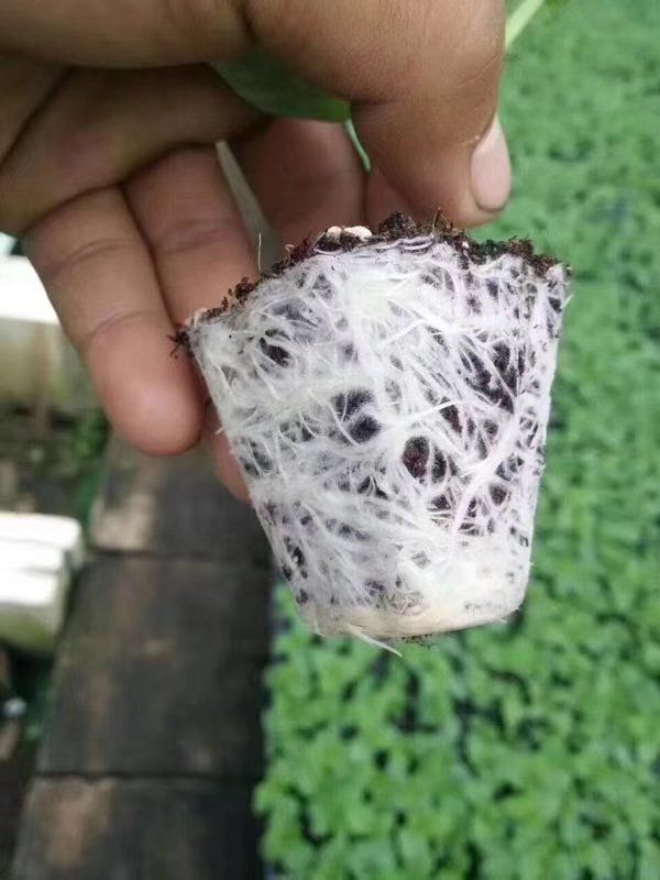 水果黄瓜种苗  嫁接水果小黄瓜苗   嫁接旱黄瓜苗，一级苗
