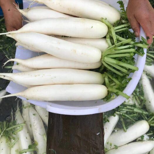 威宁县白萝卜