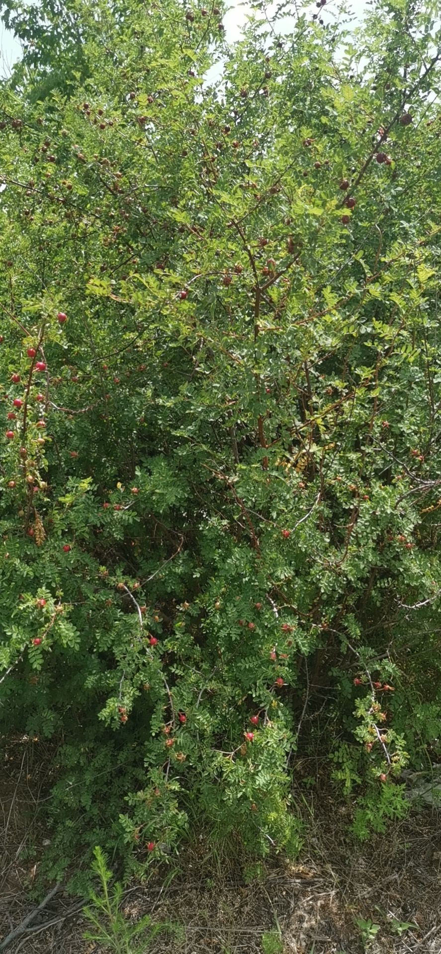 曲沃县黄刺玫  黄刺梅，精品树形，质量保证，基地供应