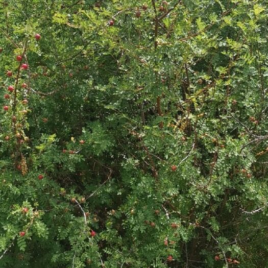 曲沃县黄刺玫  黄刺梅，精品树形，质量保证，基地供应
