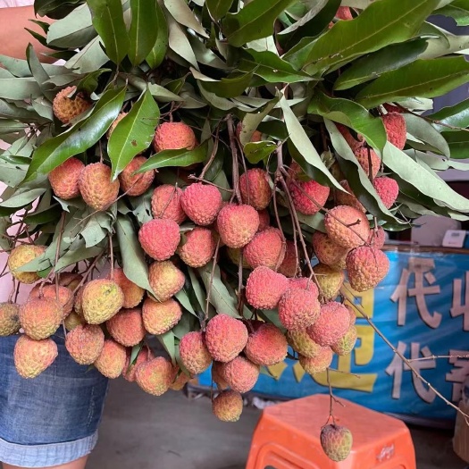 灵山县糯米糍荔枝 糯米滋
