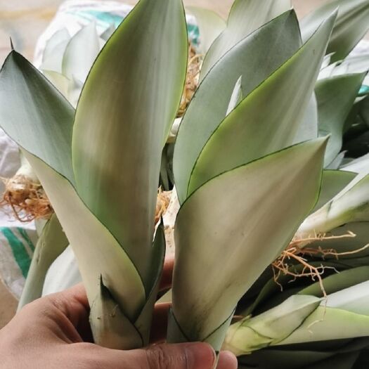 漳州虎皮兰    白玉兰虎 皮兰苗品质漳州基地直销批发