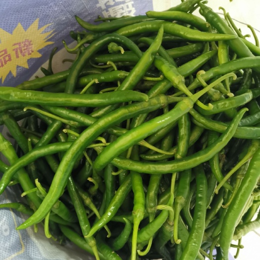 贵溪市 青线椒