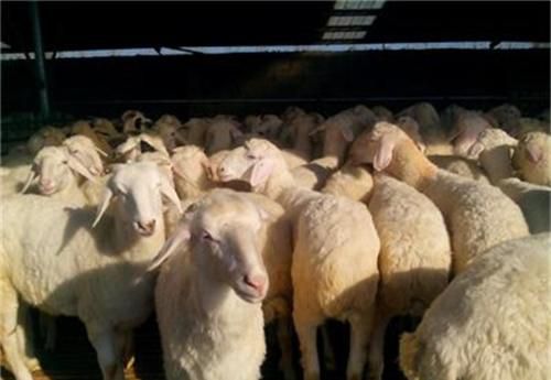绵羊  纯种小尾寒羊繁殖母羊，头胎怀孕母羊，二胎母羊，种公羊