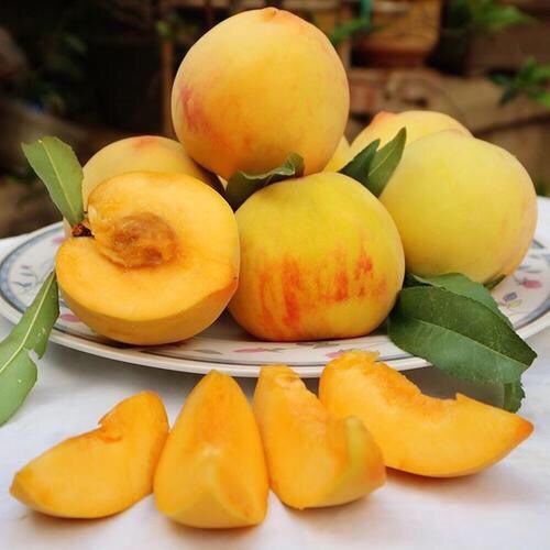 2026头茬现摘现发山东蒙阴黄金蜜桃，黄毛桃