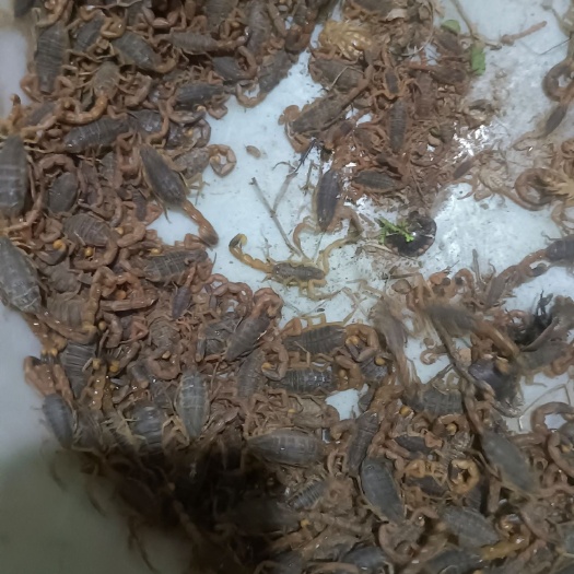 平阴县有收蝎子的联系