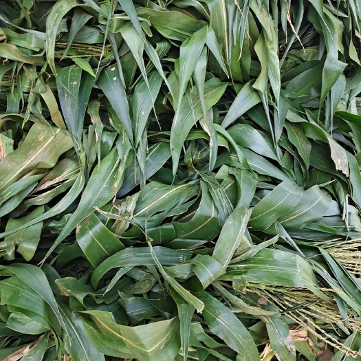 玉米青贮 牛羊青贮草料！
