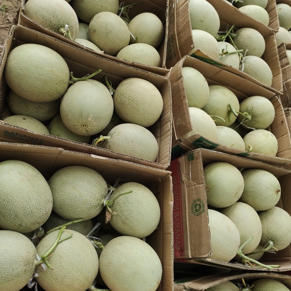 网纹瓜河南省范县玫珑密瓜自棚自种