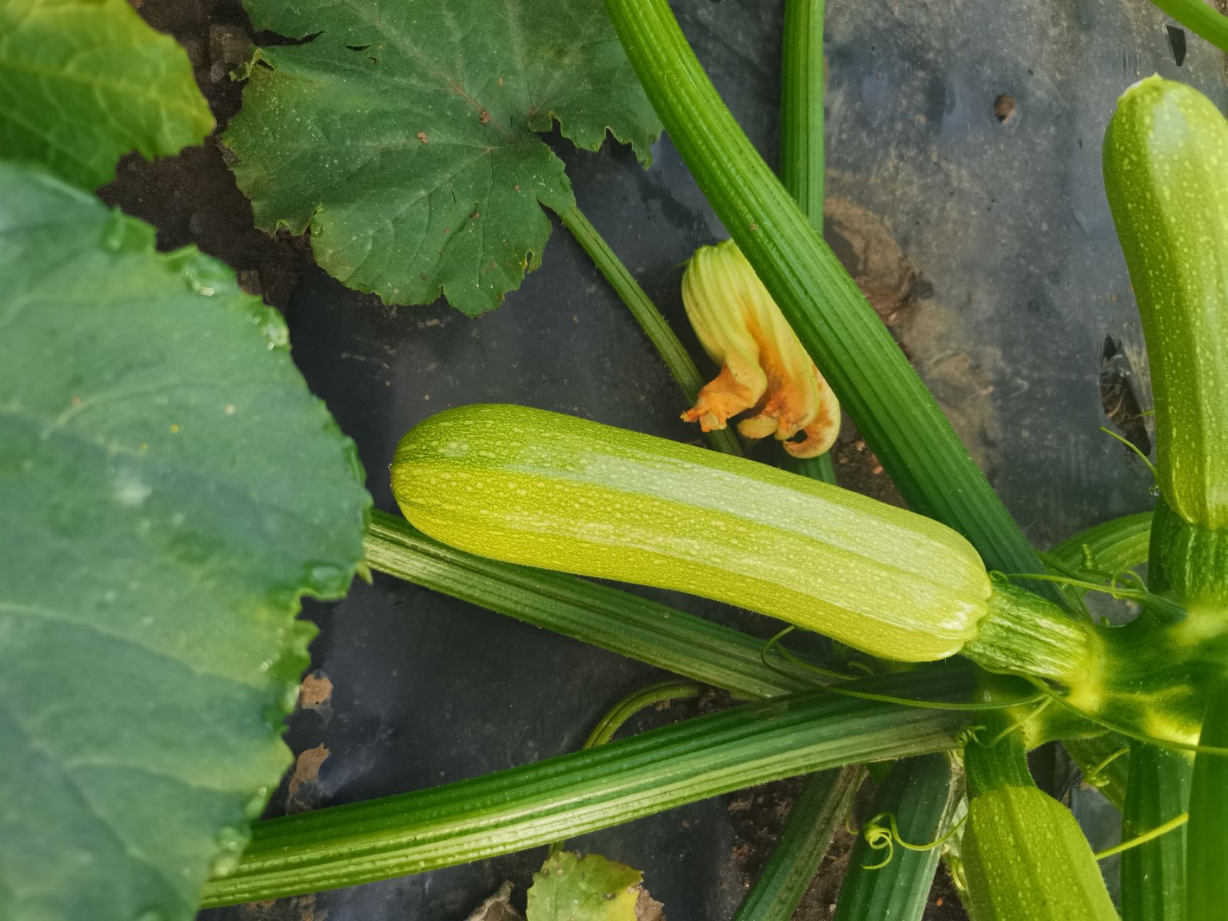 绿皮西葫芦  小瓜（西葫芦）