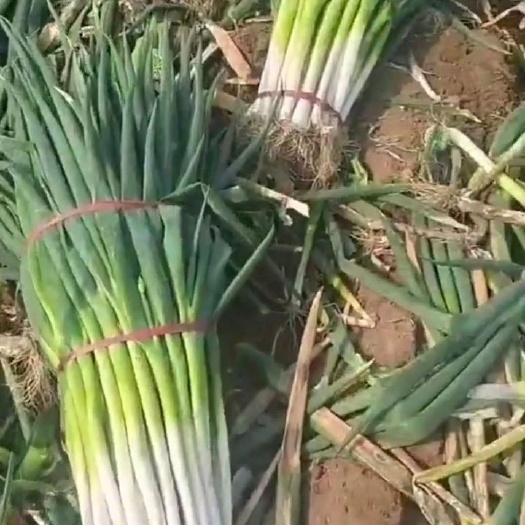 临城县长白大葱  大葱