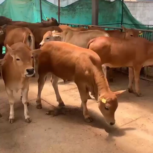 菏泽黄牛 牛犊 鲁西黄牛 杂交改良黄牛 免费运输 包技术