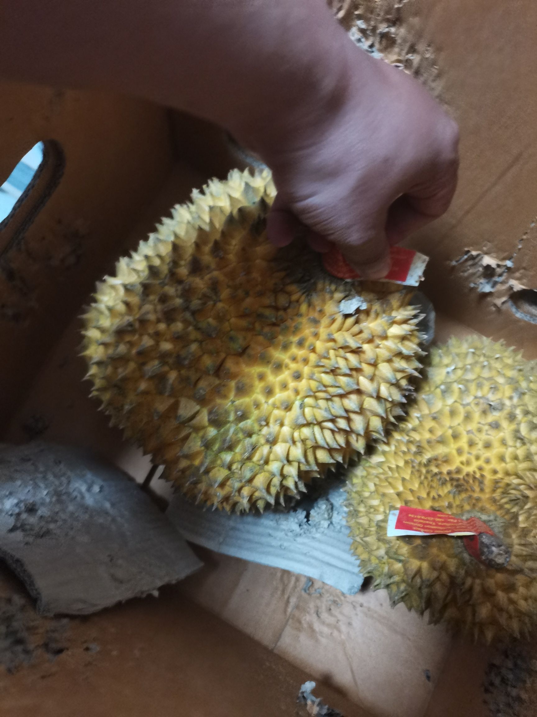 干尧榴莲  0长柄榴莲，32斤净重，需要的抓紧联系我
