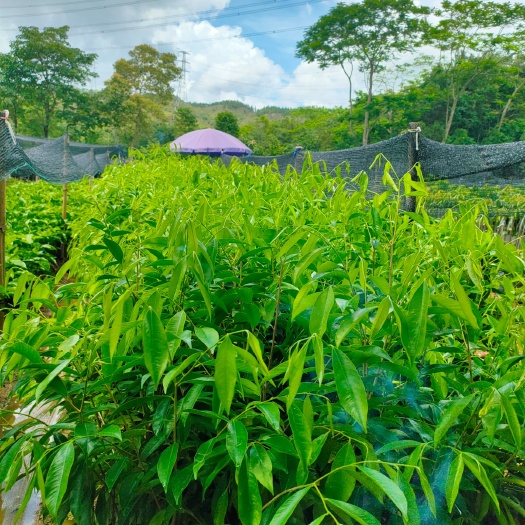 普宁市沉香苗  沉香小苗