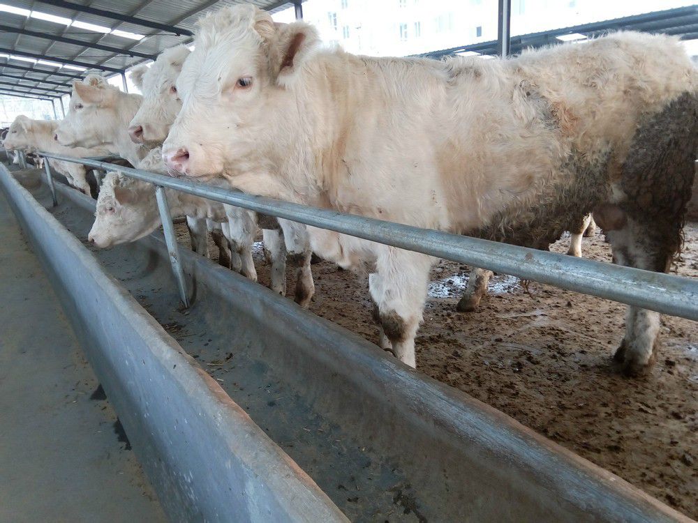 夏洛莱牛 夏洛莱肉牛犊 包打疫苗 包运输 包技术 厂家直供