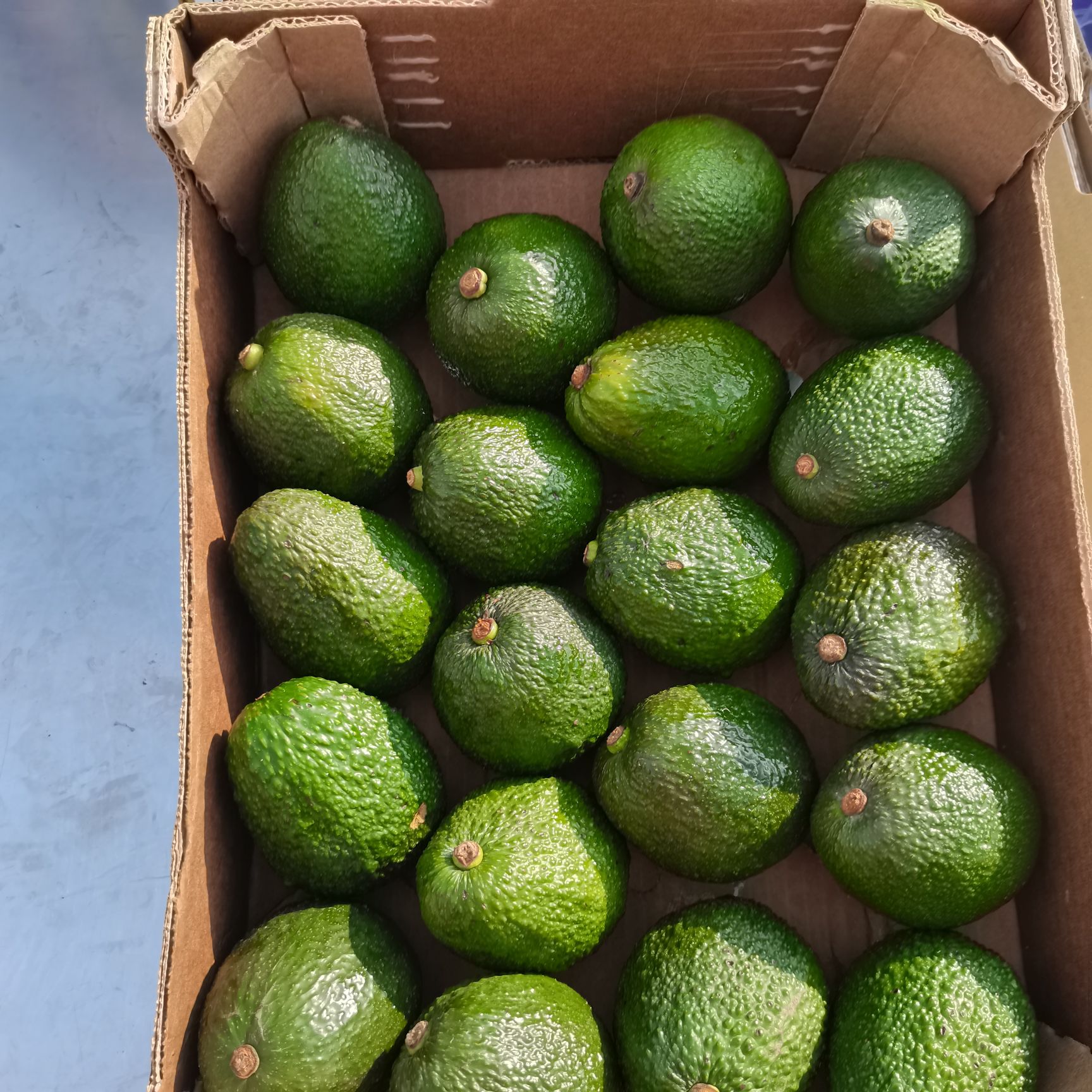 【优等牛油果】230g左右的秘鲁牛油果8-10个4斤/包邮