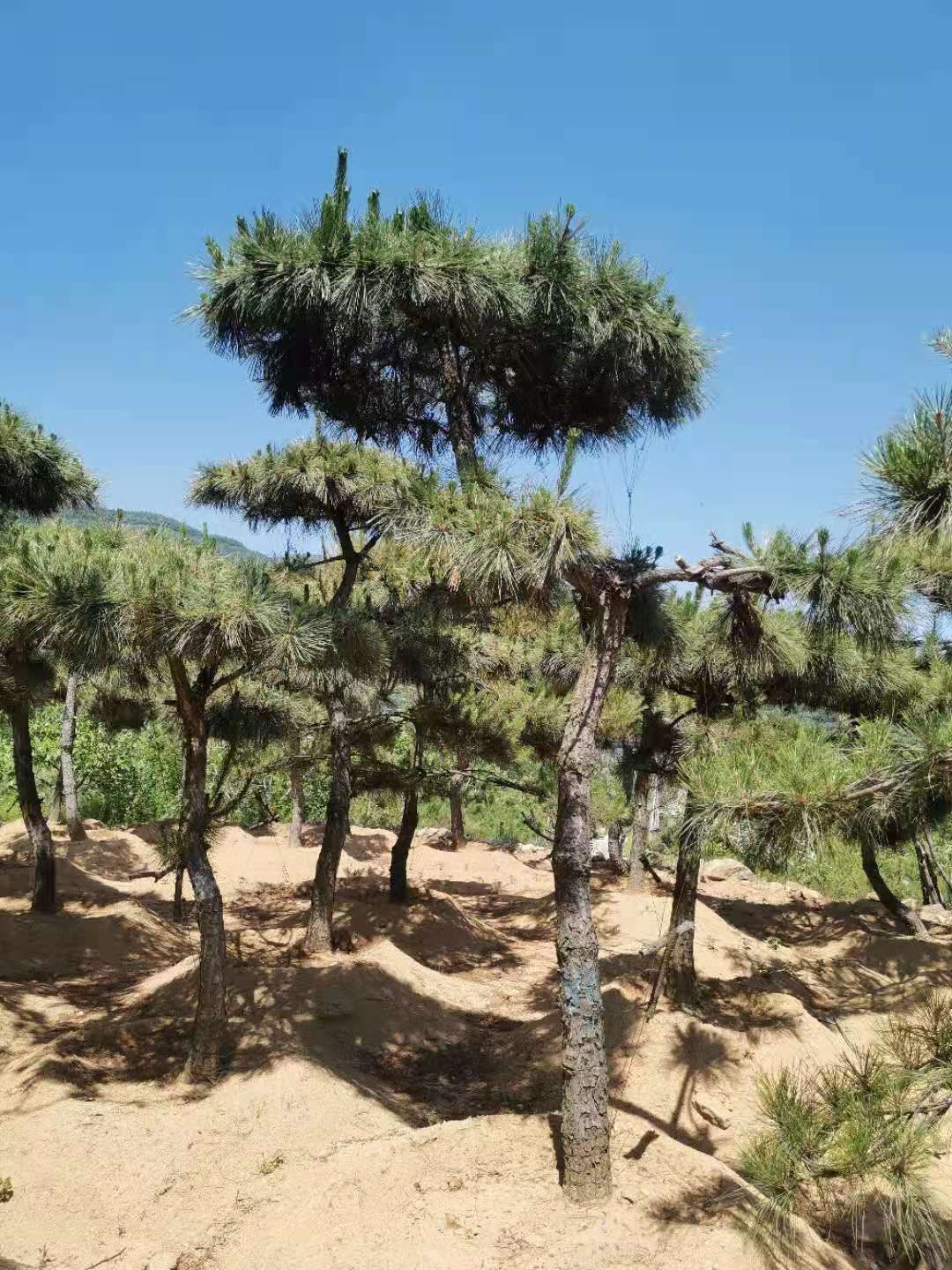 10公分造型黑松，价格优惠，基地直销